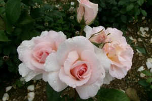 A WHITER SHADE OF PALE (hybrid tea)